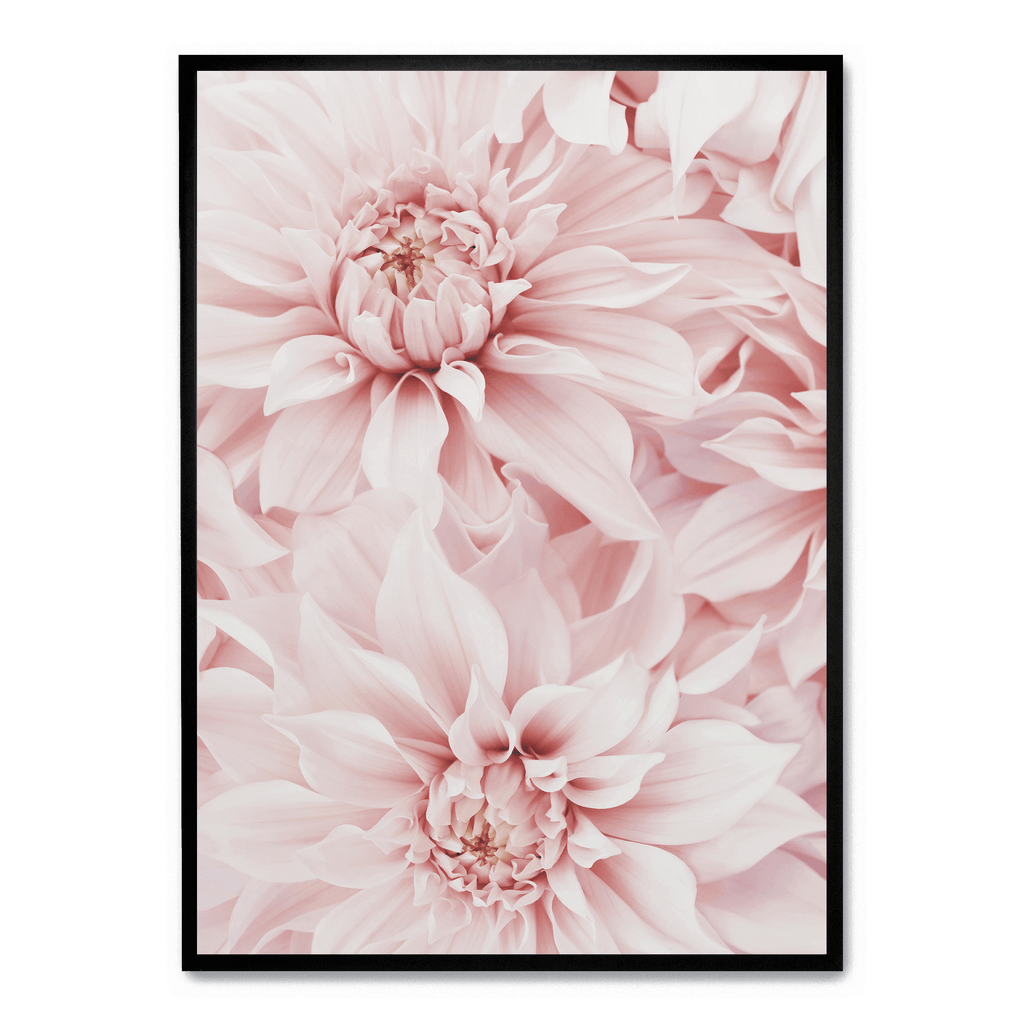 Pink Dahlia Bloom poster | Muurdecoratie bloemen | Wanddecoratie voor huis en tuin | Schilderijen kunst