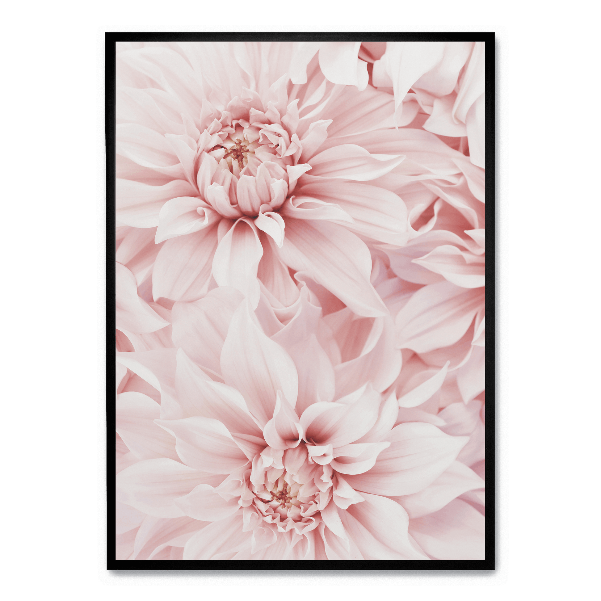 Pink Dahlia Bloom poster | Muurdecoratie bloemen | Wanddecoratie voor huis en tuin | Schilderijen kunst