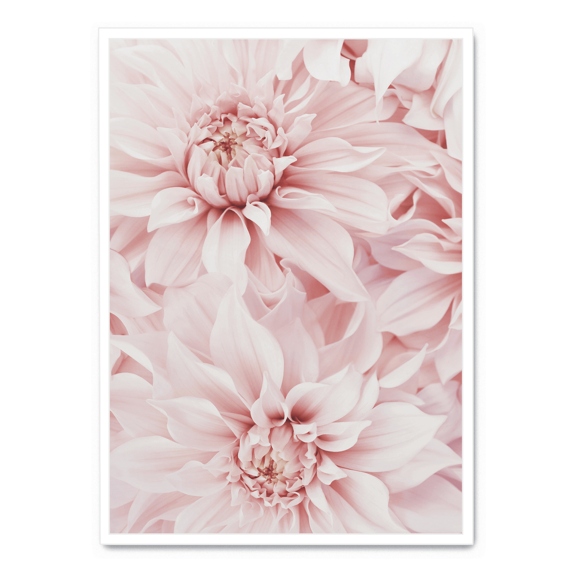 Pink Dahlia Bloom poster | Muurdecoratie bloemen | Wanddecoratie voor huis en tuin | Schilderijen kunst