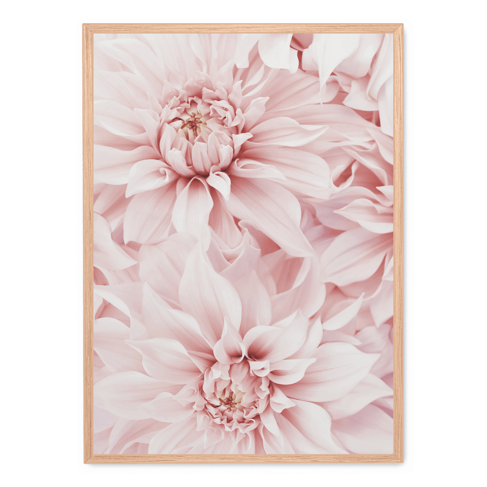 Pink Dahlia Bloom poster | Muurdecoratie bloemen | Wanddecoratie voor huis en tuin | Schilderijen kunst