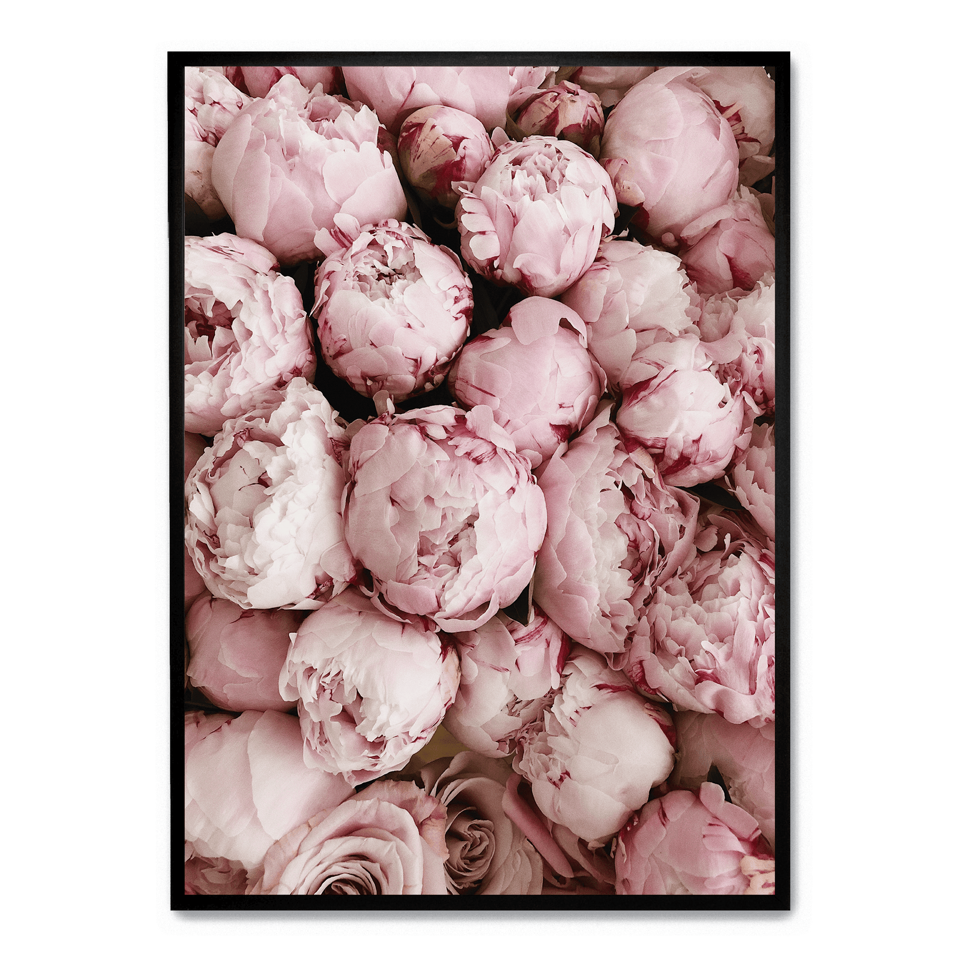 Pink Rose Blooms | Romantische Bloemendecoratie | Muurdecoratie | Posters voor Woonkamer | Natuur Schilderijen | Wanddecoratie voor Slaapkamer of Kantoor