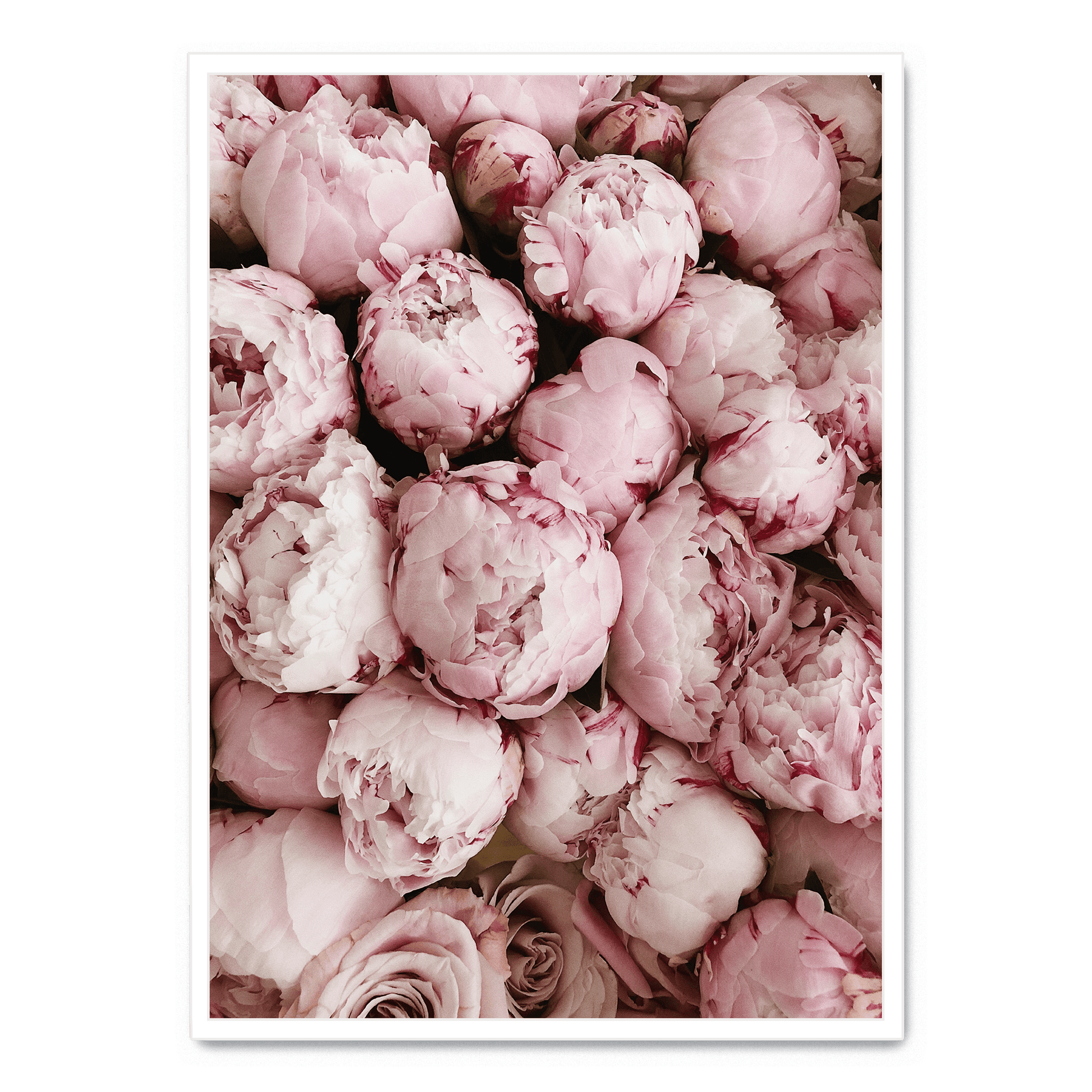 Pink Rose Blooms | Romantische Bloemendecoratie | Muurdecoratie | Posters voor Woonkamer | Natuur Schilderijen | Wanddecoratie voor Slaapkamer of Kantoor