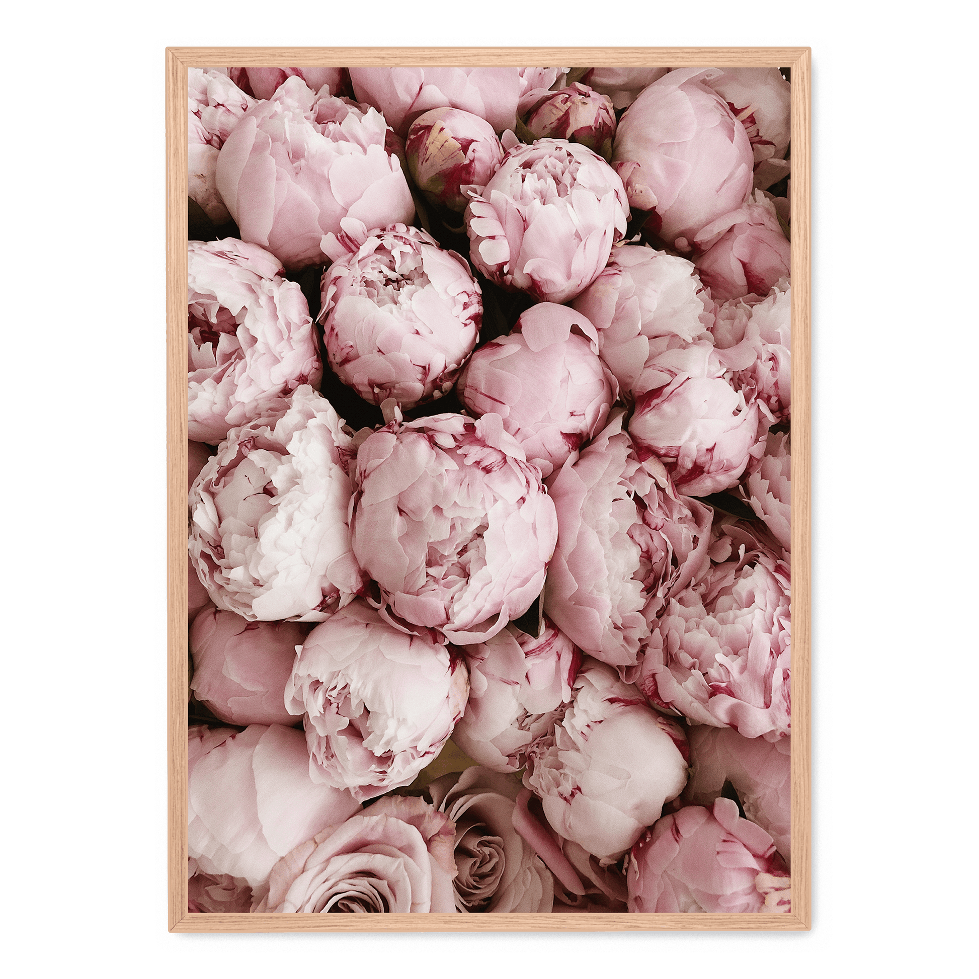 Pink Rose Blooms | Romantische Bloemendecoratie | Muurdecoratie | Posters voor Woonkamer | Natuur Schilderijen | Wanddecoratie voor Slaapkamer of Kantoor