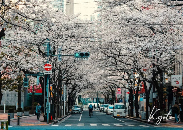 Spring Blossoms in Kyoto | Muurdecoratie | Wanddecoratie | Posters | Schilderijen | Canvas kunst | Japanse architectuur en lentebloesems | Kyoto kunstprint