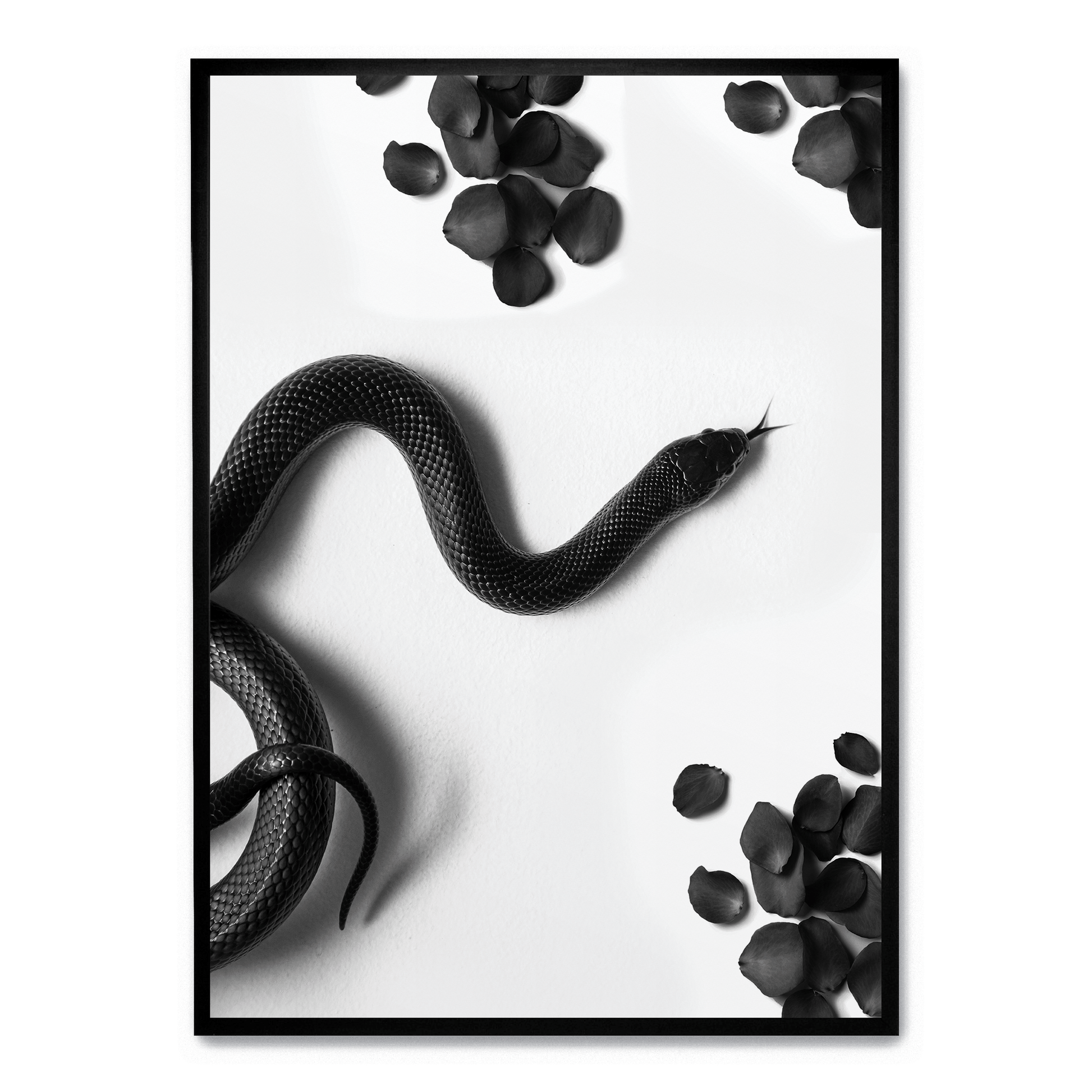 Black Snake Roam | Muurdecoratie Wildlife | Dieren Poster | Wanddecoratie Natuur Illustratie Kunstwerken | Slangen Kunst