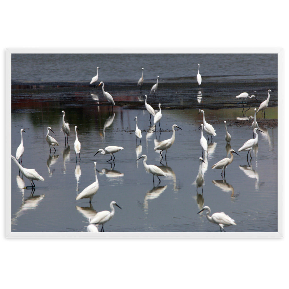 A Flock of Little Egrets | Muurdecoratie | Wanddecoratie | Posters | Schilderijen | Canvas kunst