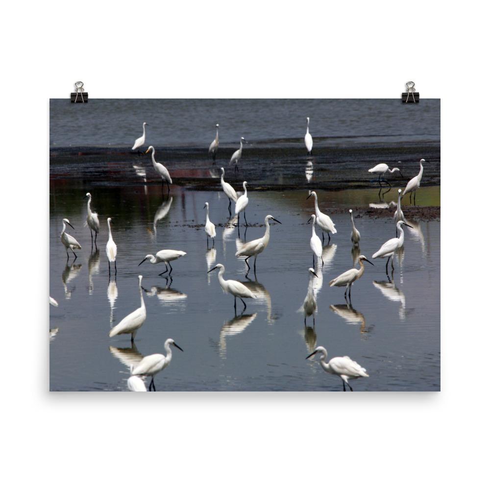 A Flock of Little Egrets | Muurdecoratie | Wanddecoratie | Posters | Schilderijen | Canvas kunst