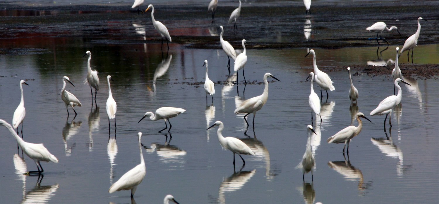 A Flock of Little Egrets | Muurdecoratie | Wanddecoratie | Posters | Schilderijen | Canvas kunst