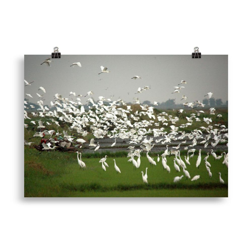 A flock of egrets | Muurdecoratie | Wanddecoratie | Posters | Schilderijen | Canvas kunst | Vogels in Natuur