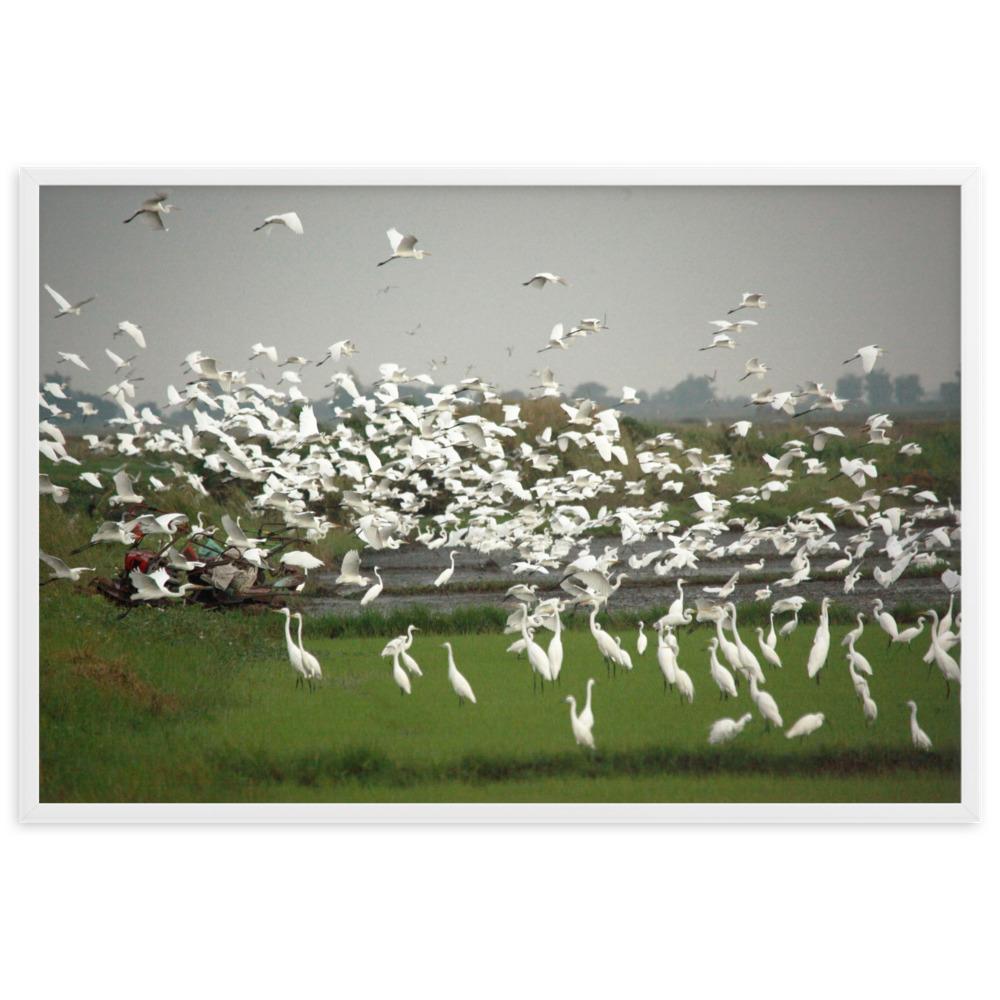 A flock of egrets | Muurdecoratie | Wanddecoratie | Posters | Schilderijen | Canvas kunst | Vogels in Natuur