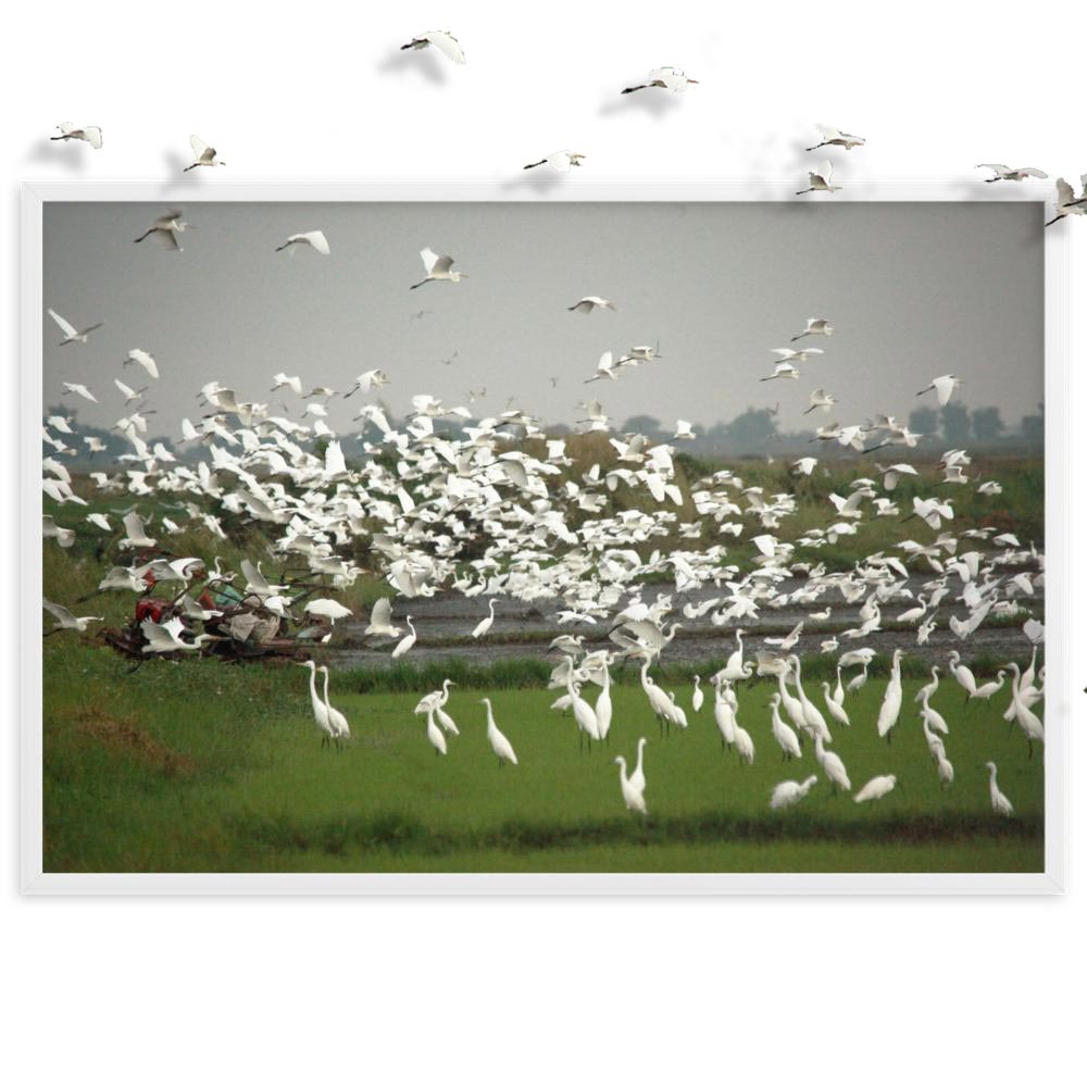 A flock of egrets | Muurdecoratie | Wanddecoratie | Posters | Schilderijen | Canvas kunst | Vogels in Natuur