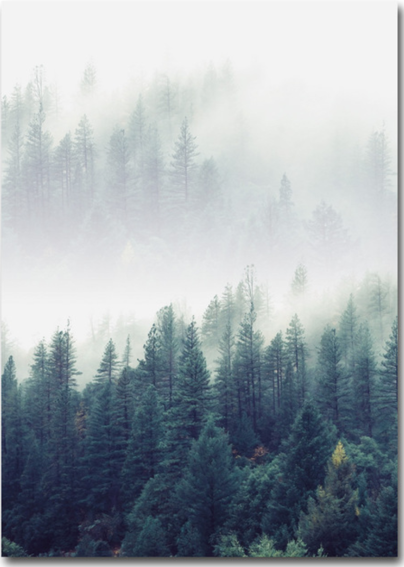 Birds in Deep Fog | Posterset Drieluik | Natuur Wanddecoratie | Muurdecoratie Mistig Bos | Muurkunst