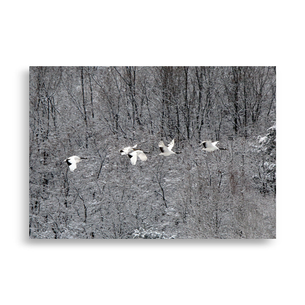 Flying Crane Family | Muurdecoratie | Wanddecoratie Posters | Schilderijen | Canvas Kunst